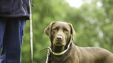 a chocolate labrador looks straight towards you as rain falls behind her